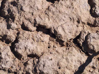 Dry Cracking Ground Texture