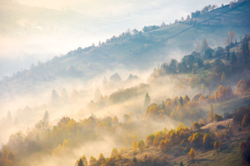 forested hills in rising autumn fog. amazing scenery in Carpathian mountains. beautiful nature...