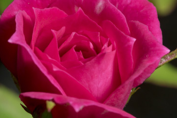 Fuchsia rose