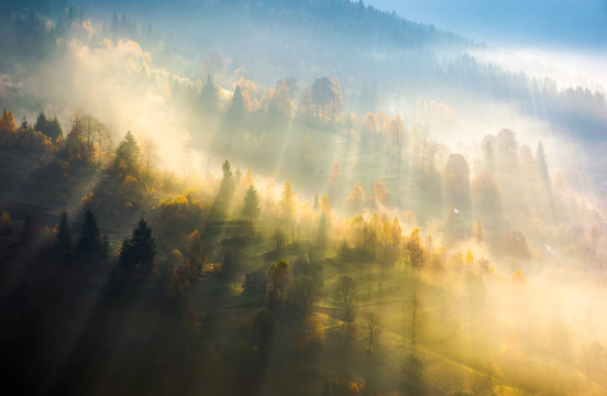 Fototapeta fog over the forest in morning light. beautiful nature background. trees with yellow foliage on rolling hills in autumn. amazing atmosphere in Carpathian mountains