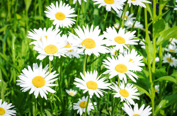 Fototapeta premium white camomile in the grass