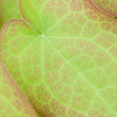 green burgundy leaf of a plant with a beautiful pattern of veins