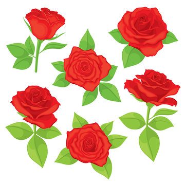 Vector set of realistic, detailed, isolated Rose buds in red color with green leaves on white background. Illustration for design on white background. 