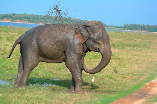 Fototapeta Wild Elephants In Minneriya National Park. The Park Is A Dry Season Feeding Ground For The Elephant Population Dwelling In Forests Of Matale, Polonnaruwa, And Trincomalee Districts