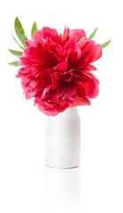 Peony flower in white vase isolated on white