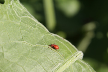 Red beetle Apion frumentarium on leaf of sorrel