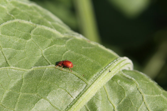 Red beetle Apion frumentarium on leaf of sorrel