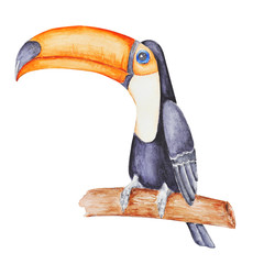 Cute tropical tucan sitting on the  branch  . Hand panted watercolor illustration