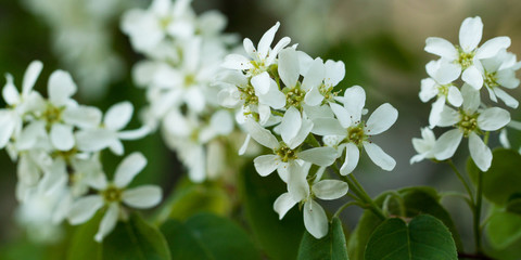 branch with beautiful white flowers of bird cherry