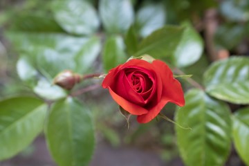 Frühlingserwachen Blumen Flowers