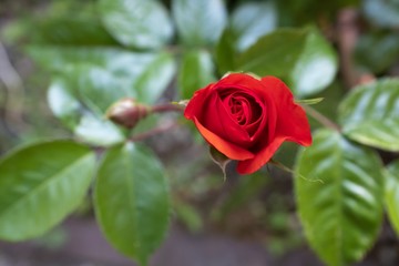 Frühlingserwachen Blumen Flowers