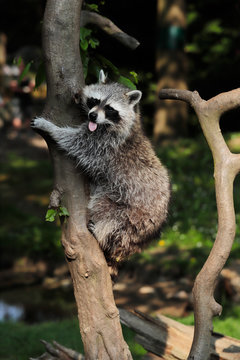 Lotor common raccoon climbing a tree