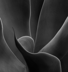 sensual graceful abstract agave black and white flowing dancing  - 205691824