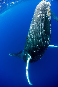 勢いよく泳ぐトンガのザトウクジラ