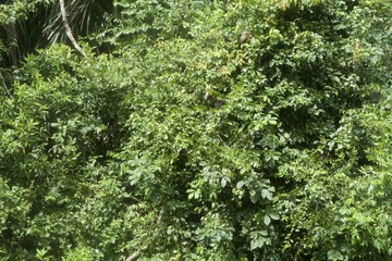 Fototapeta premium Rain forest