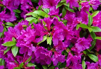 Detail of violet colored flowers and green leaves on an azalea plant.