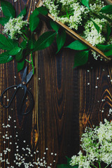 Czarny bez, białe kwiaty kwitnący bez na drewnianych deskach z nożyczkami  © Karolina