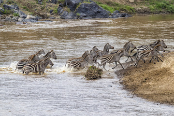 Fototapeta na wymiar Zebra herd crossing the Mara River in the migration season in the Masai Mara National Park in Kenya