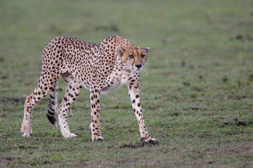 Cheetah hunting in the Masai Mara National Park in Kenya