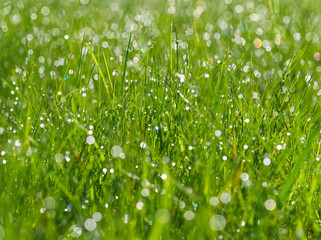 meadow grass with dew drops in sunshine, blurred background, after rain, closeup