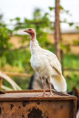 turkeys in the yard