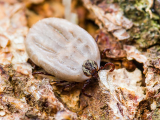 Encephalitis Virus or Lyme Disease Infected Tick Arachnid Insect Crawling on Wood