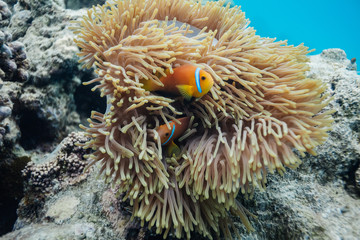 Fototapeta na wymiar Anemonefish in the Madlives on the house reef of Makunudu Island in North Male Atoll