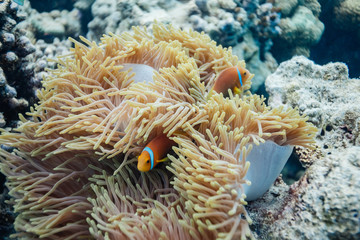 Naklejka na ściany i meble Anemonefish in the Madlives on the house reef of Makunudu Island in North Male Atoll