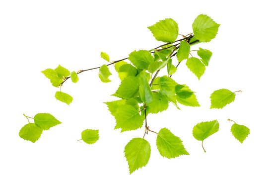 Young birch leaves on white background