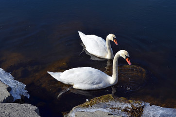 couple of white swans in the water.cigno, cigni in love. Nuotano e nascondono la testa nell'acqua, simbolo di eleganza ed indipendenza. MAtrimonio, amore, coppia felice.Nuotare insieme. storia d'amore