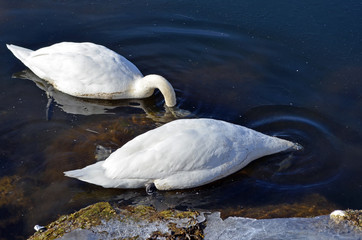 couple of white swans in the water.cigno, cigni in love. Nuotano e nascondono la testa nell'acqua, simbolo di eleganza ed indipendenza. MAtrimonio, amore, coppia felice.Nuotare insieme. storia d'amore