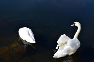 couple of white swans in the water.cigno, cigni in love. Nuotano e nascondono la testa nell'acqua, simbolo di eleganza ed indipendenza. MAtrimonio, amore, coppia felice.Nuotare insieme. storia d'amore