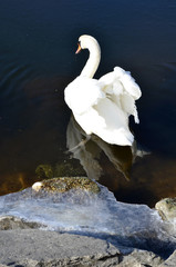a white swan in the water. Un cigno che nuota, un uccello simbolo di bellezza ed eleganza in acqua ed in volo. Il bianco e la natura. Apri le ali, piume e becco in acqua.
