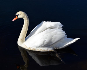 a white swan in the water. Un cigno che nuota, un uccello simbolo di bellezza ed eleganza in acqua ed in volo. Il bianco e la natura. Apri le ali, piume e becco in acqua.