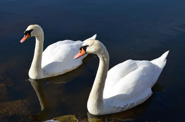 couple of white swans in the water.cigno, cigni in love. Nuotano e nascondono la testa nell'acqua, simbolo di eleganza ed indipendenza. MAtrimonio, amore, coppia felice.Nuotare insieme. storia d'amore