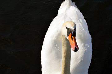 a white swan in the water. Un cigno che nuota, un uccello simbolo di bellezza ed eleganza in acqua ed in volo. Il bianco e la natura. Apri le ali, piume e becco in acqua.