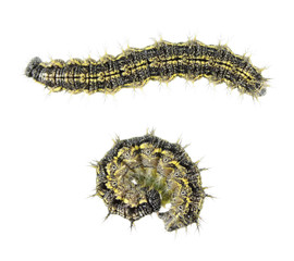 Older caterpillar of small tortoiseshell or Aglais urticae isolated on white background