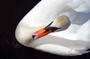 a white swan in the water. Un cigno che nuota, un uccello simbolo di bellezza ed eleganza in acqua ed in volo. Il bianco e la natura. Apri le ali, piume e becco in acqua.