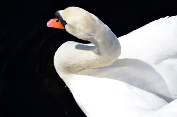 a white swan in the water. Un cigno che nuota, un uccello simbolo di bellezza ed eleganza in acqua...