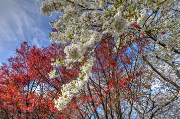 Fototapeta premium Blossoming Trees - Flushing Corona Park