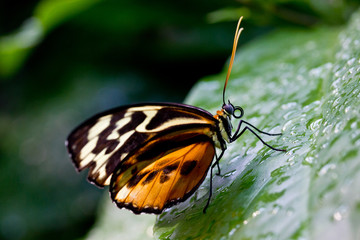 Butterfly closeup side on watery plant