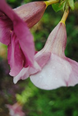 fiore