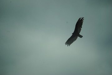 Fototapeta premium orzeł