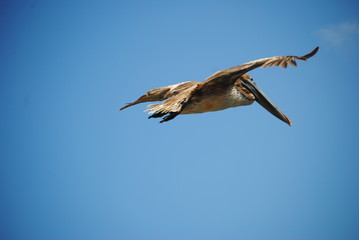 Obraz premium pellicani