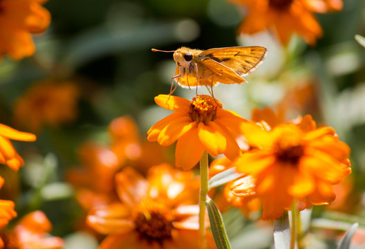 Yehl Skipper butterfly on orange flower - Powered by Adobe