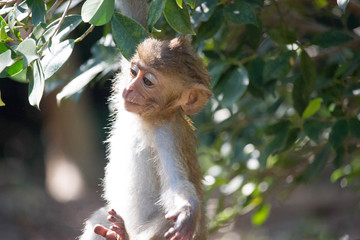 Fototapeta premium 可愛いサル