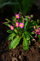 pink primroses in the garden