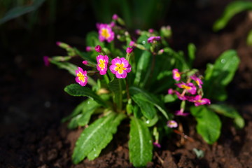 pink primroses in the garden