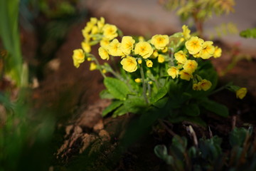 yellow primroses in the garden