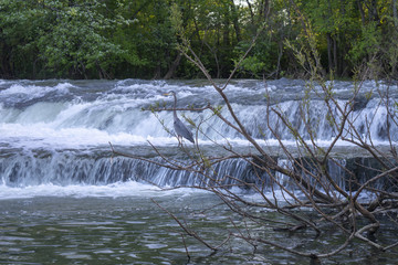 Crane Bird Fishing at the River